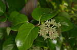 Climbing hydrangea